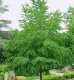 Grujecznik japoński DUŻE SADZONKI 200-250 cm, obwód pnia 8-10 cm (Cercidiphyllum japonicum)